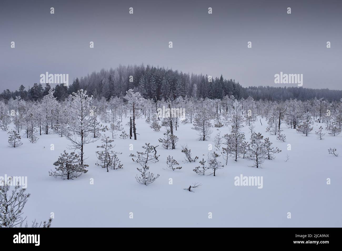 Paesaggio invernale estone con lago ghiacciato e foresta Foto Stock