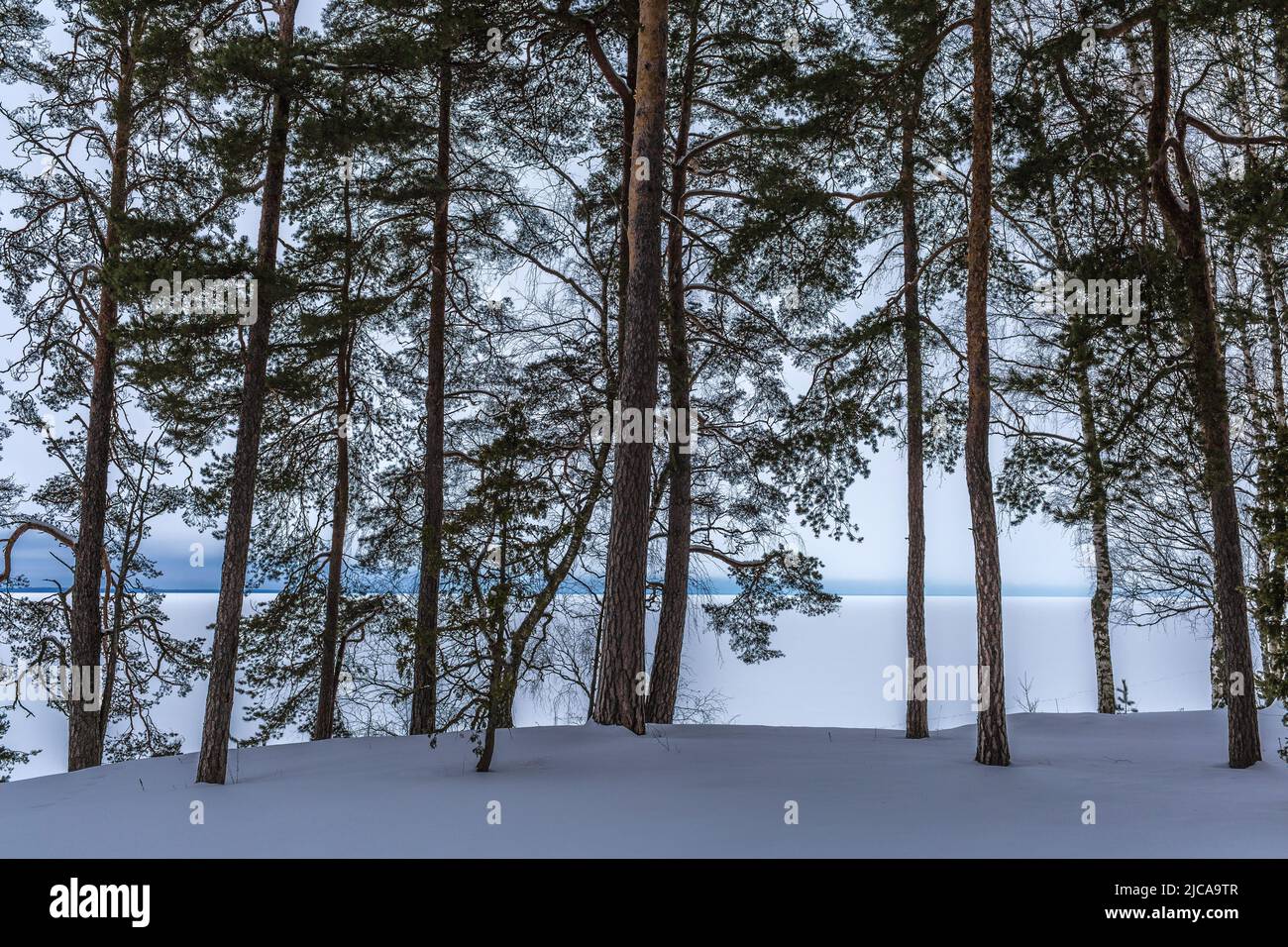 Paesaggio invernale estone con lago ghiacciato e foresta Foto Stock