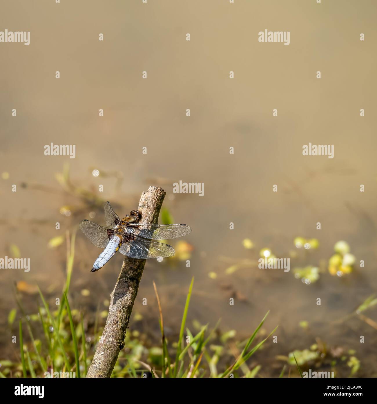 Un maschio chaser a corpo largo, noto anche come Libellula depressia, che si affaccia su una piscina d'acqua. Foto Stock