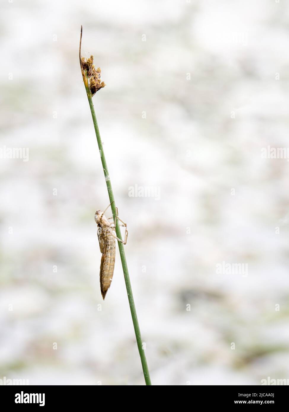 Esoscheletro del capannone o essuvia di una libellula. Foto Stock