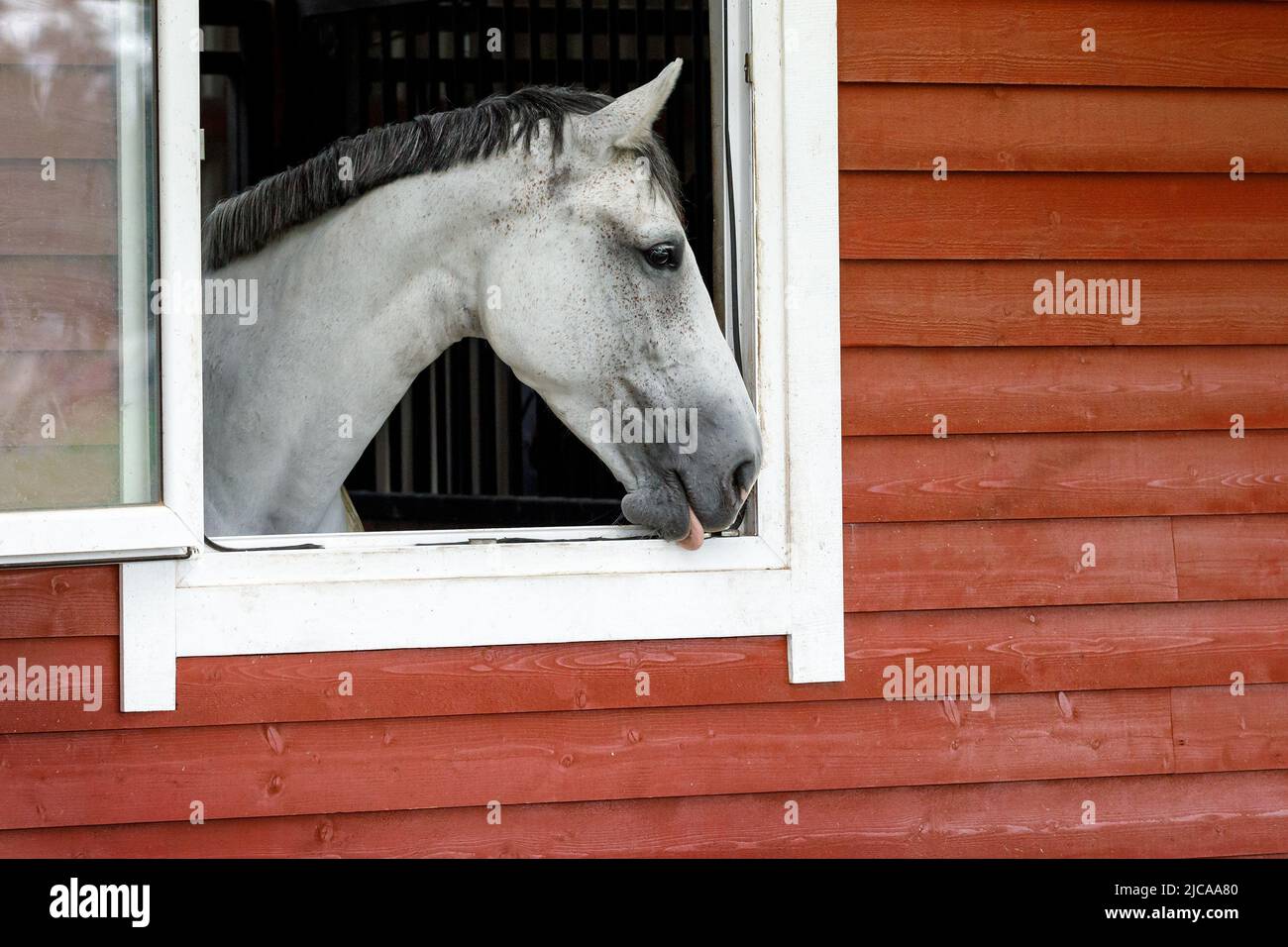 Bel cavallo arabo che guarda fuori dalla finestra di stalla in legno stalla - il cavallo mostra la sua lingua. Foto Stock