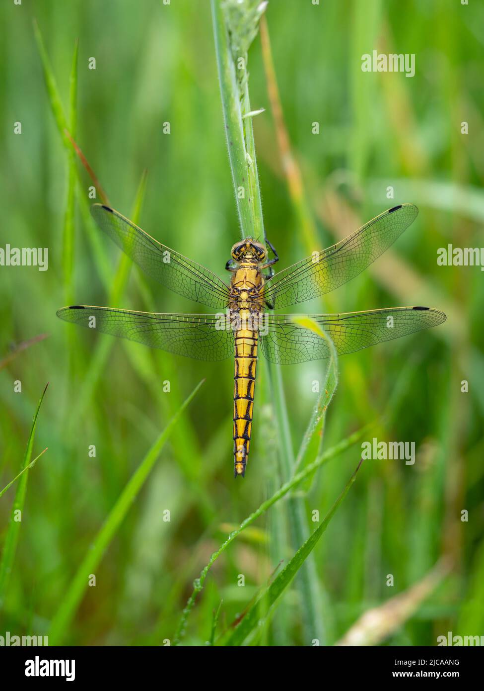 Femmina DARTER comune libellula aka Sympetrum striolatum visto dall'alto. Dopo la pioggia in modo da pioggia visibile. Foto Stock