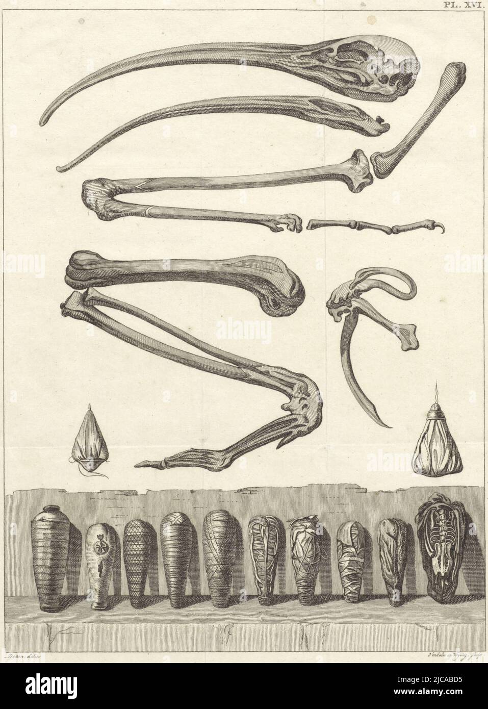 Ossa di un Ibis e al di sotto di dieci mummificati Ibises in alto a destra: PlXVI, ossa e mummificati Ibisses Munia di un Ibiss , tipografo: Reinier Vinkeles (i), (menzionato sull'oggetto), tipografo: Daniël Vrijdag, (menzionato sull'oggetto), disegnatore intermediario: Dominique Vivant Denon (barone), (menzionato sull'oggetto), 1803 - 1805), carta, Amsterdam, incisione, h 299 mm x l 212 mm Foto Stock