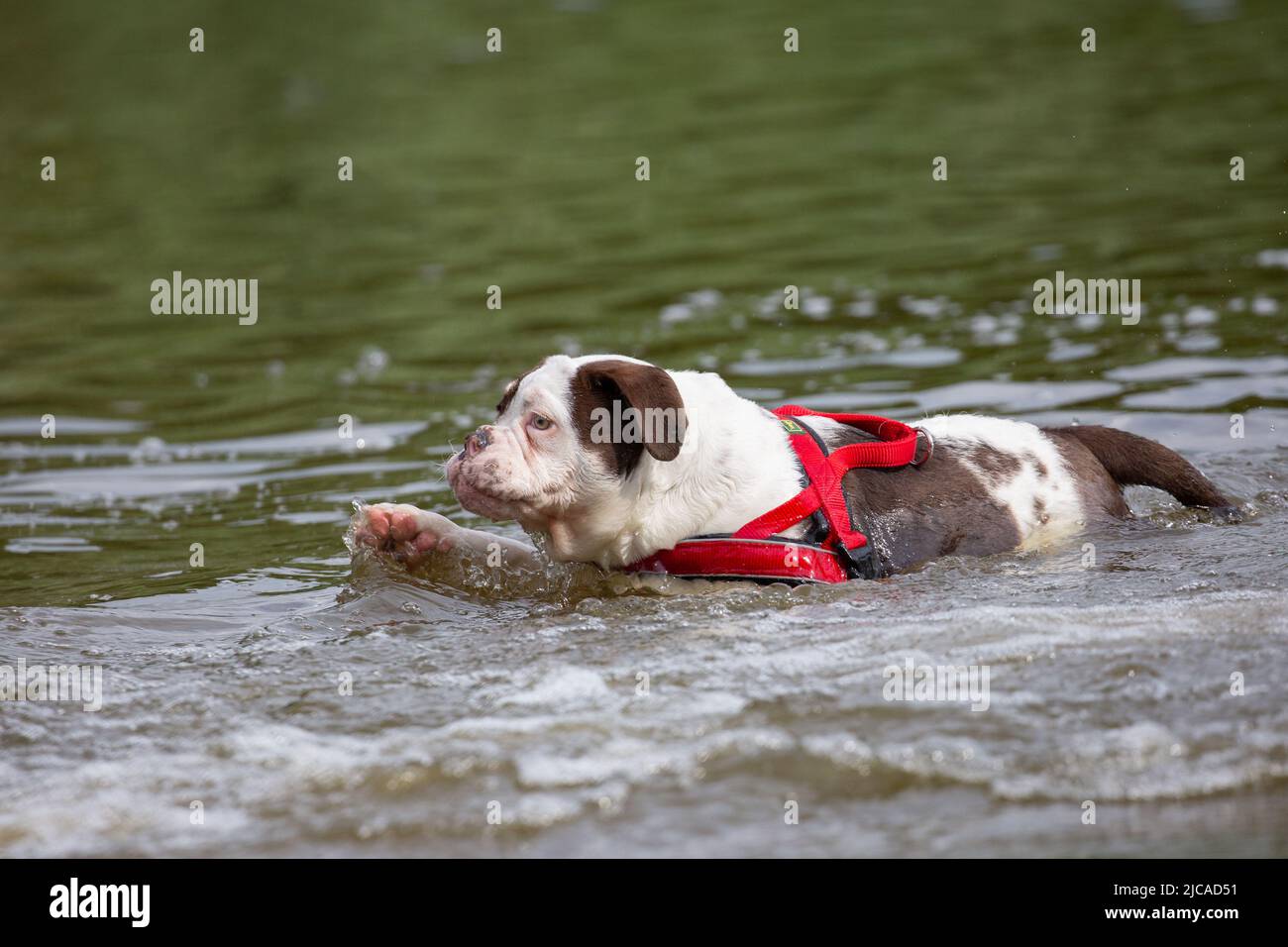 Bulldog nuoto in un lago. Cane in acqua che indossa l'imbracatura rossa Foto Stock