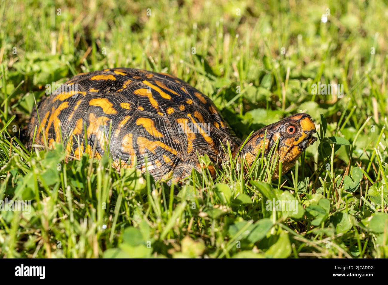 Primo piano della tartaruga della scatola orientale (terrapene) che controlla i suoi dintorni mentre cammina attraverso un cortile erboso Foto Stock