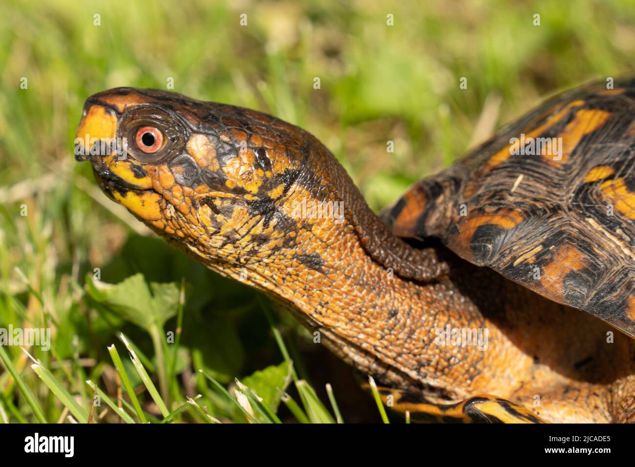 Primo piano di Eastern Box Turtle che gli stride il collo per guardarsi intorno. Foto Stock