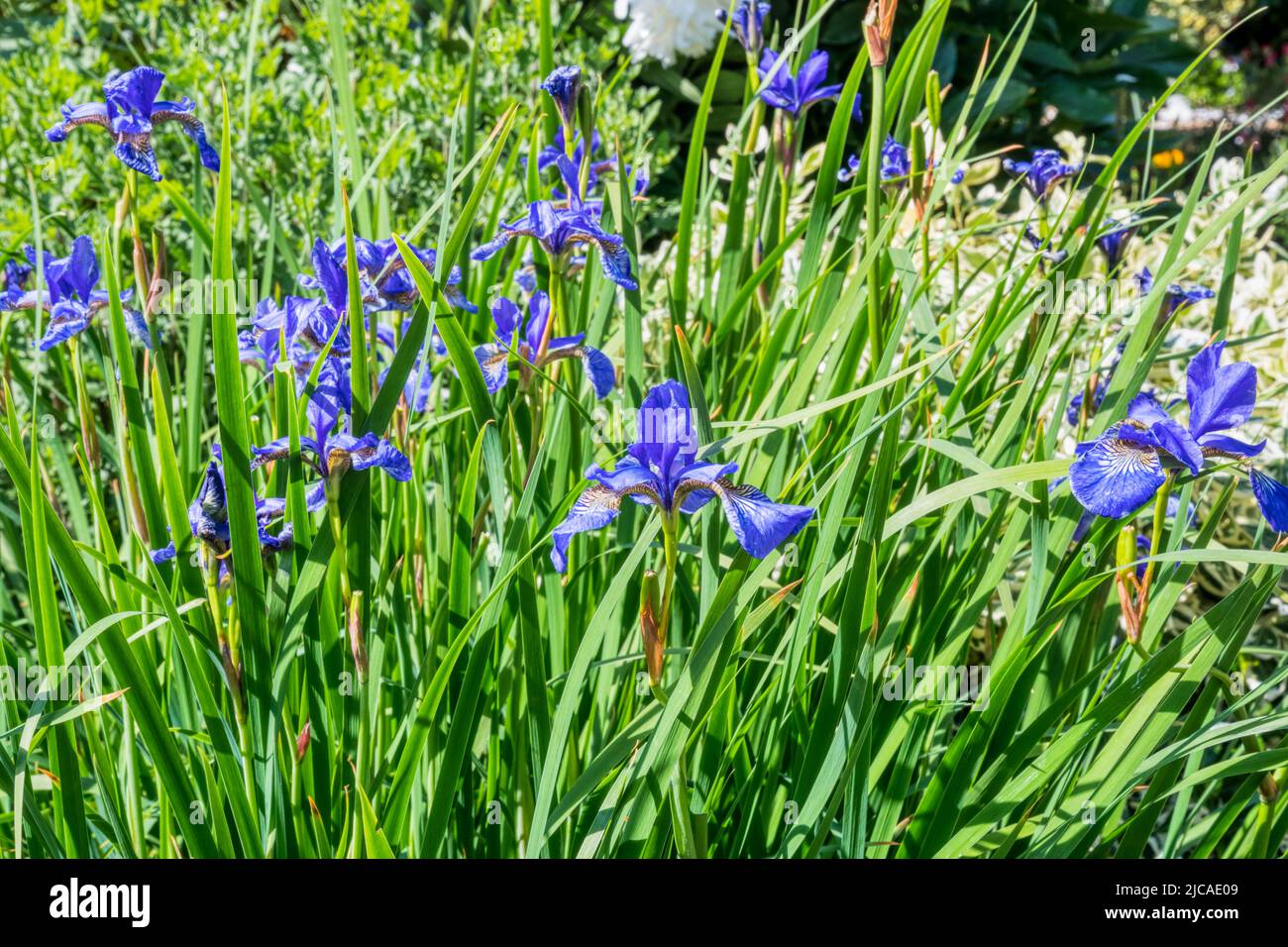 Bandiera siberiana iris, Iris sibirica. Foto Stock