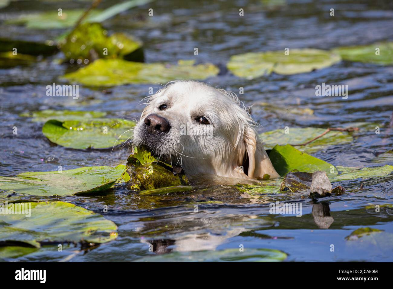 Labrador Retriever nuoto nel fiume Foto Stock