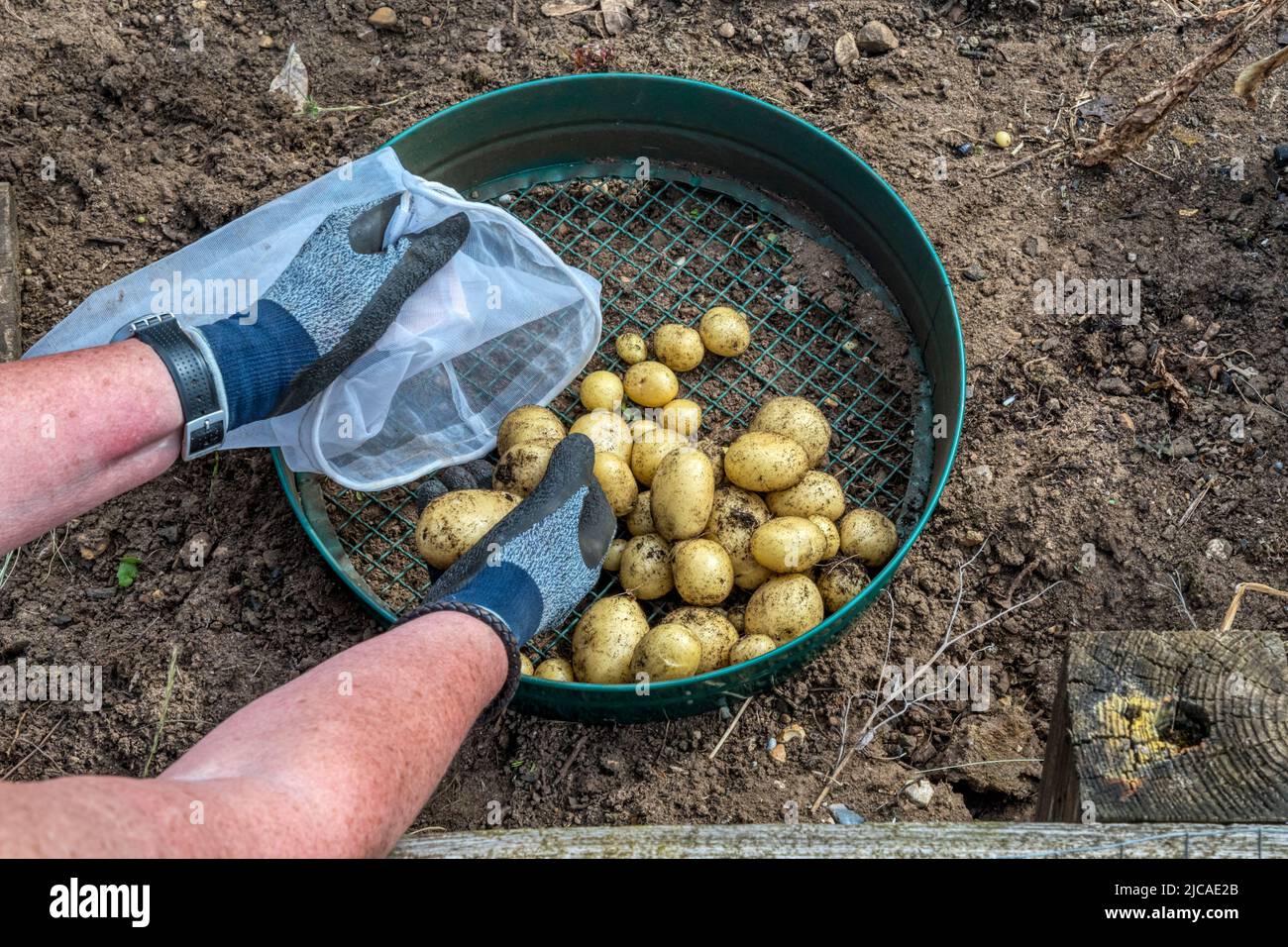 Donna che raccoglie un primo raccolto di patate Vivaldi coltivate in un contenitore. Foto Stock