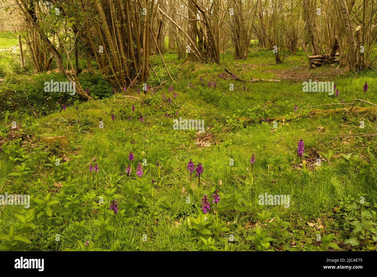 Un gruppo di orchidee viola primorporpora vibrante in Spring Woodland, Kent, Regno Unito. Foto Stock