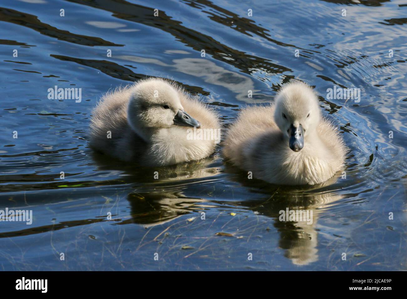 Due pulcini di cigno o cigneti che nuotano sull'acqua del canale. Morbidi e carini cigni del bambino con un basso morbido. Increspature nelle acque. Grand Canal, Dublino, Irlanda Foto Stock