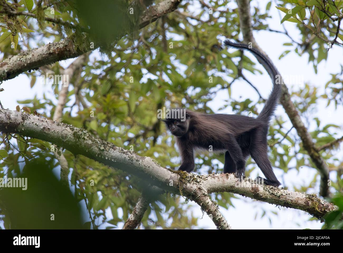 Scimmia mangabey grigio-cheeked che cammina attraverso la foresta baldacchino, Uganda. Foto Stock
