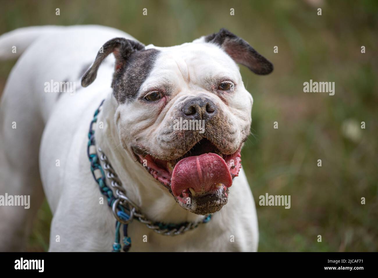 Bulldog bianco in piedi mentre si guarda la fotocamera con bocca aperta e lingua verso l'alto Foto Stock