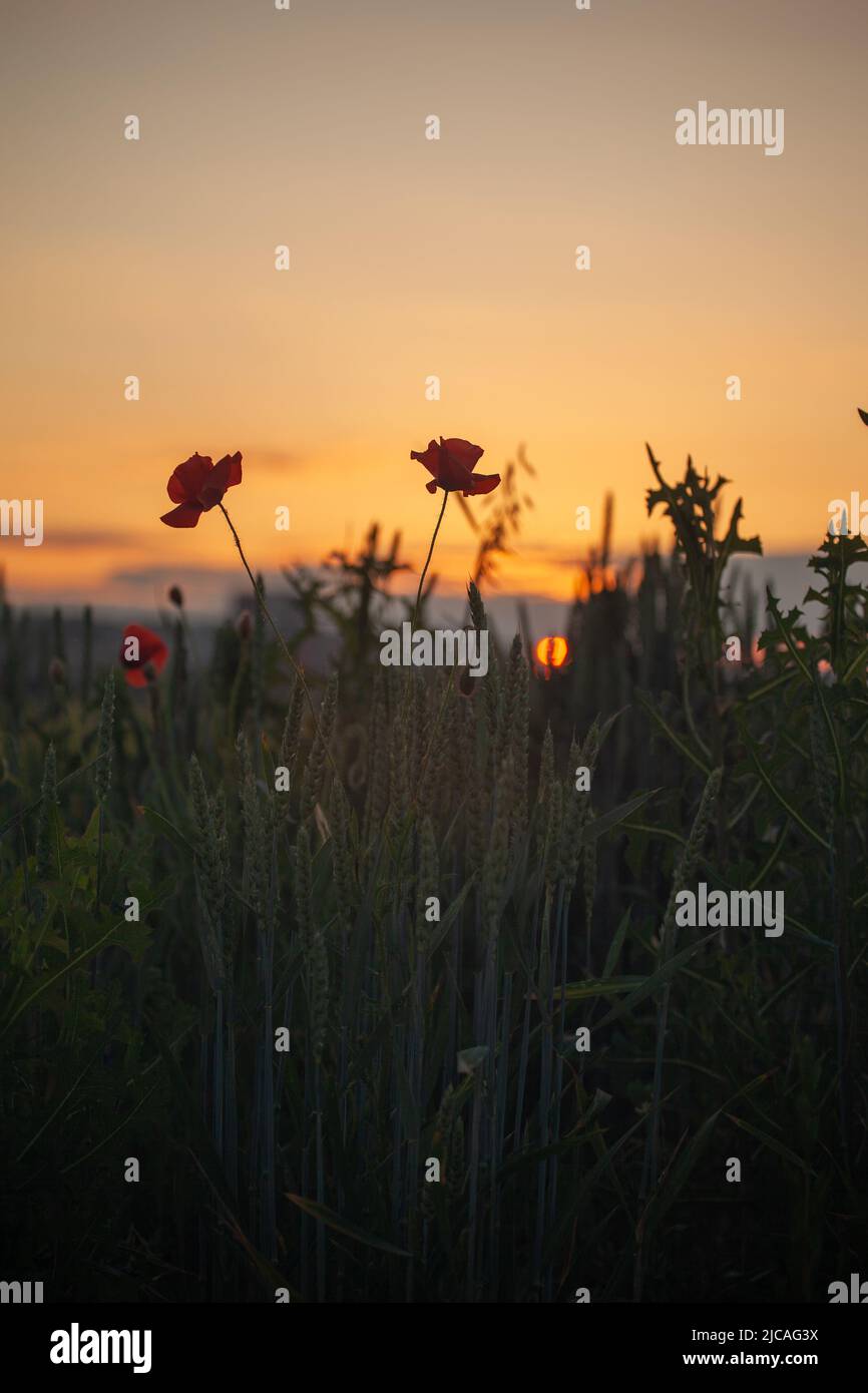 Il disco del sole risalta attraverso il grano. In primo piano i papaveri rossi in fiore. Foto Stock