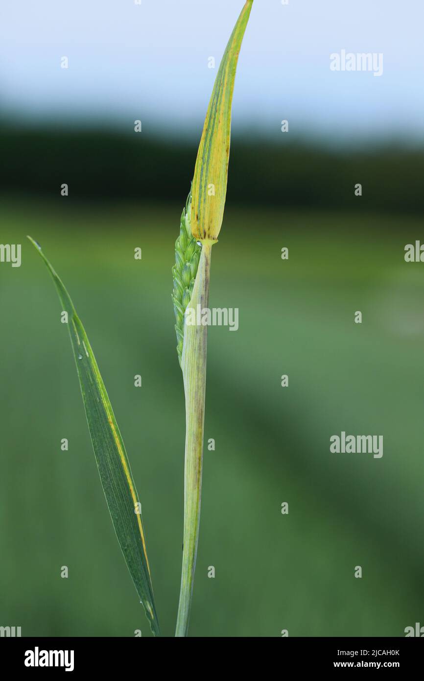 Foglie scolorite di grano primaverile causate da carenze nutrizionali o infezione da un patogeno del raccolto. Foto Stock