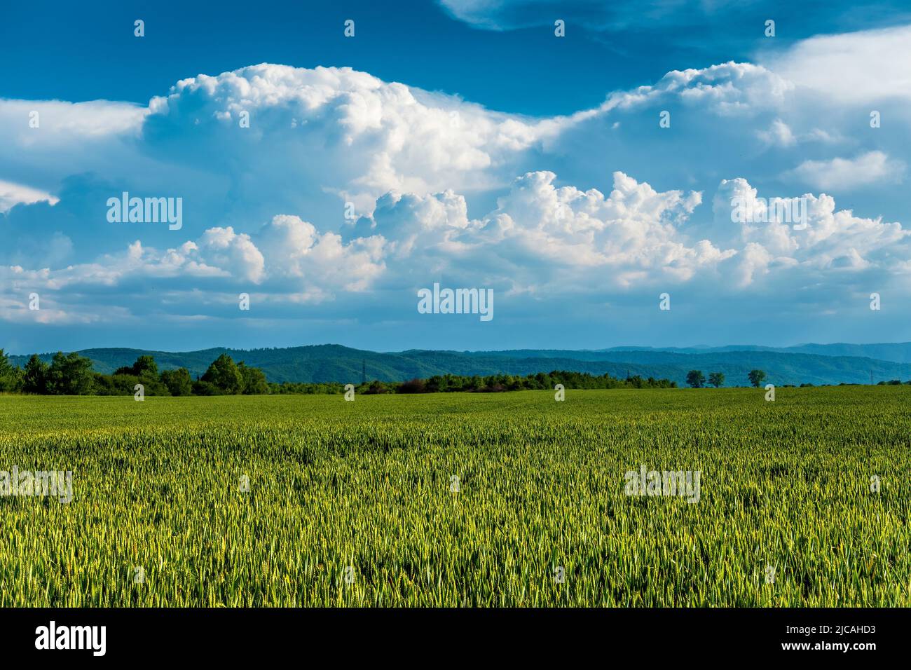 Campo di grano in Ucraina. Bel campo di grano con colline e nuvole sullo sfondo. Foto Stock