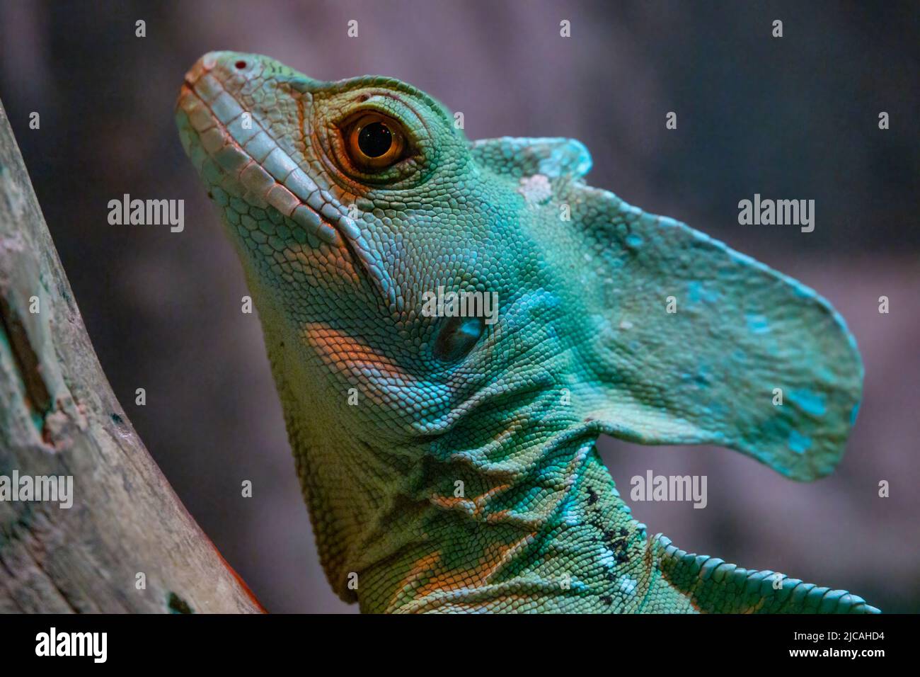Lucertola testa estrema close up. Testa di lucertola verde esotica. Foto Stock