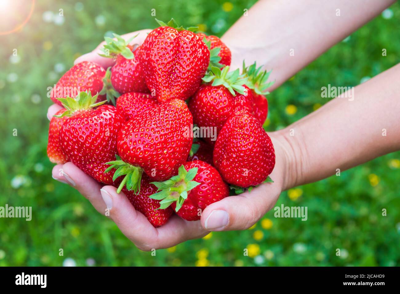 Mani piene di grandi fragole appena raccolte. Raccolta di fragole fresche Foto Stock