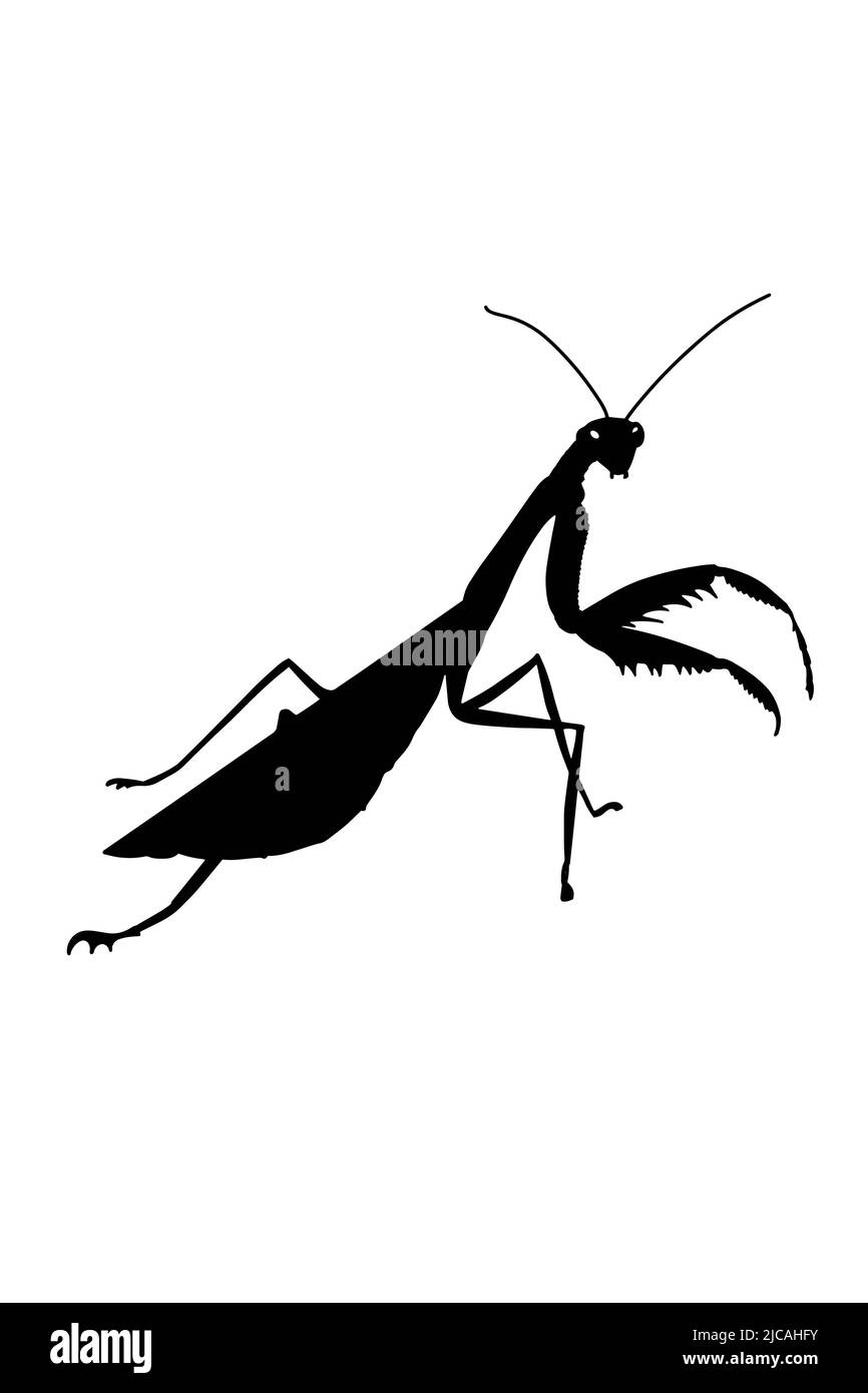 carino, mascotte cartoon, illustrazione mantis disegno, isolato. Foto Stock