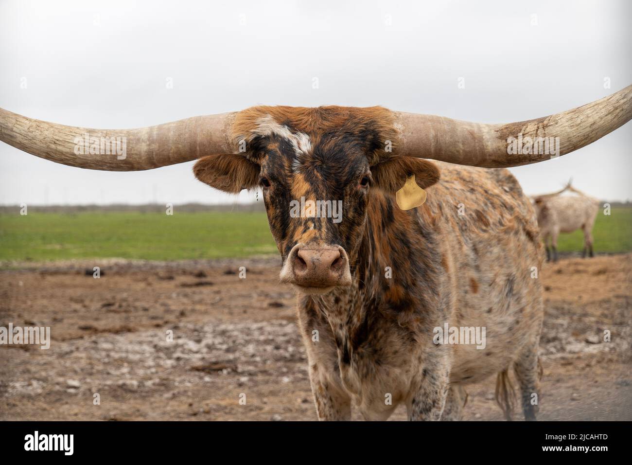 Texas Longhorn bovino bovino mucca in primo piano immagine fissa a macchina fotografica mentre in piedi in un pascolo in una giornata nuvolosa. Foto Stock