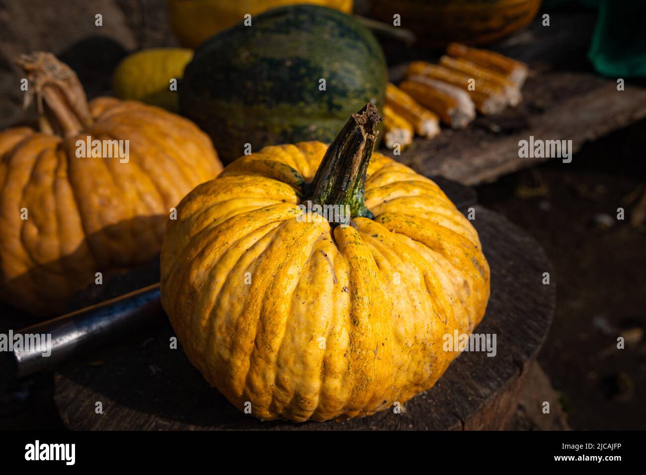Zucche. Zucche gialle ancora vita foto. Halloween concept foto. Messa a fuoco selettiva. Foto Stock