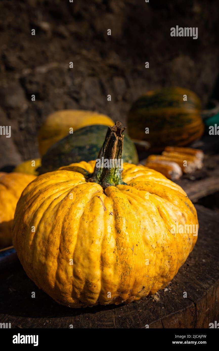 Zucca gialla. Foto verticale della zucca gialla raccolta Foto Stock