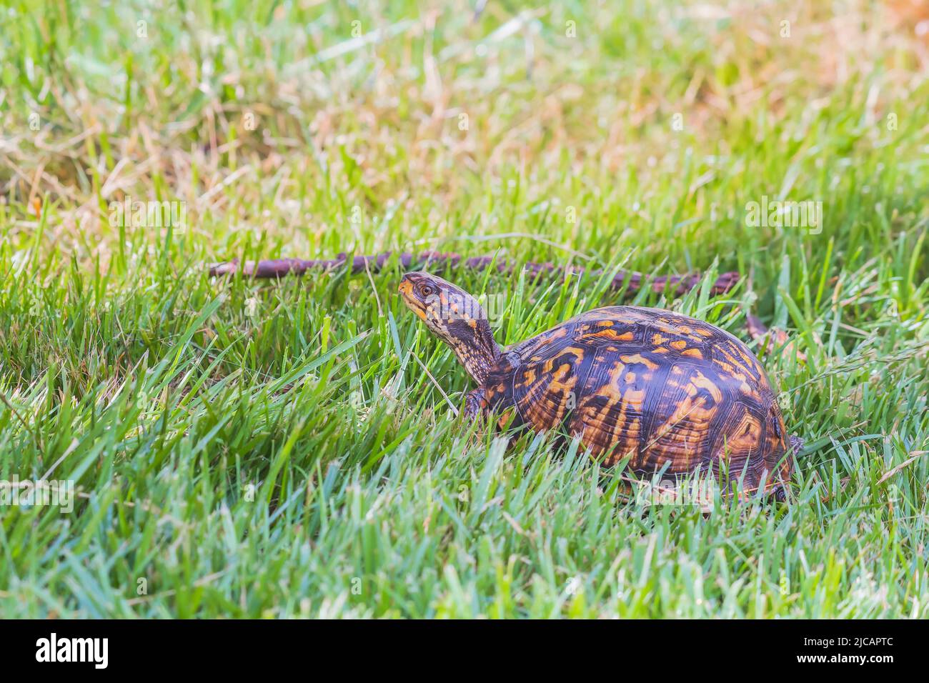 Femmina tartaruga orientale scatola (Terrapene carolina) a piedi nel verde erba. Maryland. USA Foto Stock