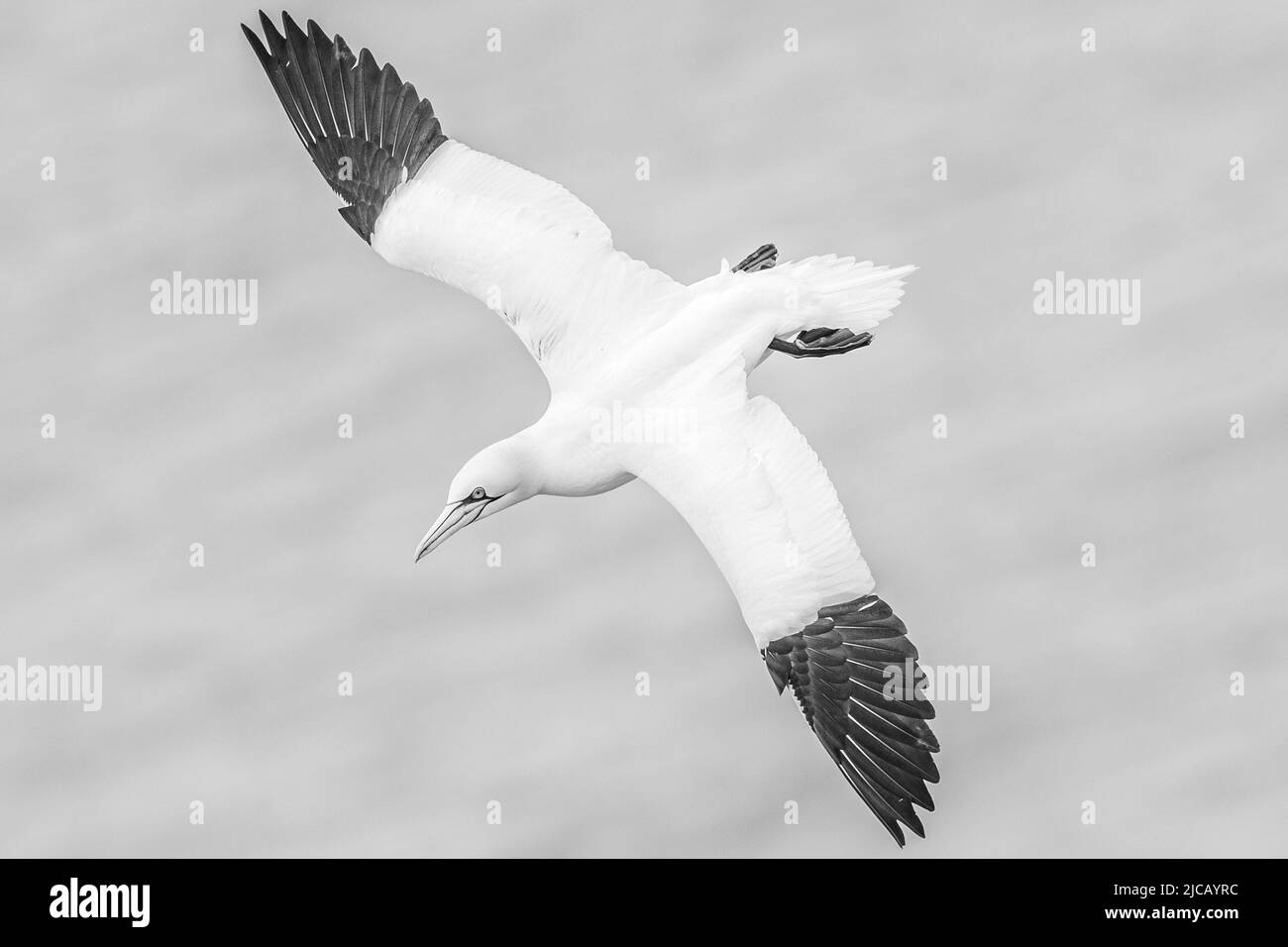 BRIDLINGTON, REGNO UNITO. GIU 4th Gannet è stato raffigurato presso la RSPB Bempton Cliffs Nature Reserve, Bridlington, East Yorkshire sabato 4th giugno 2022. (Credit: Jon Hobley | MI News) Foto Stock