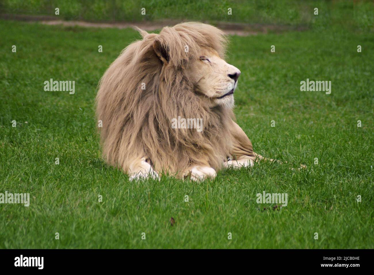 Sua Maestà. Leone Timbavati. Foto Stock