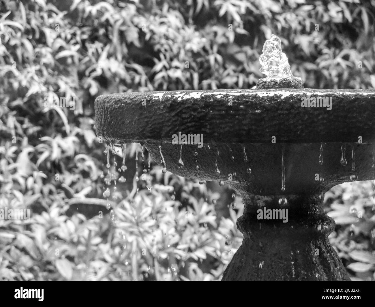 Piscina d'acqua in giardino, Cile Foto Stock