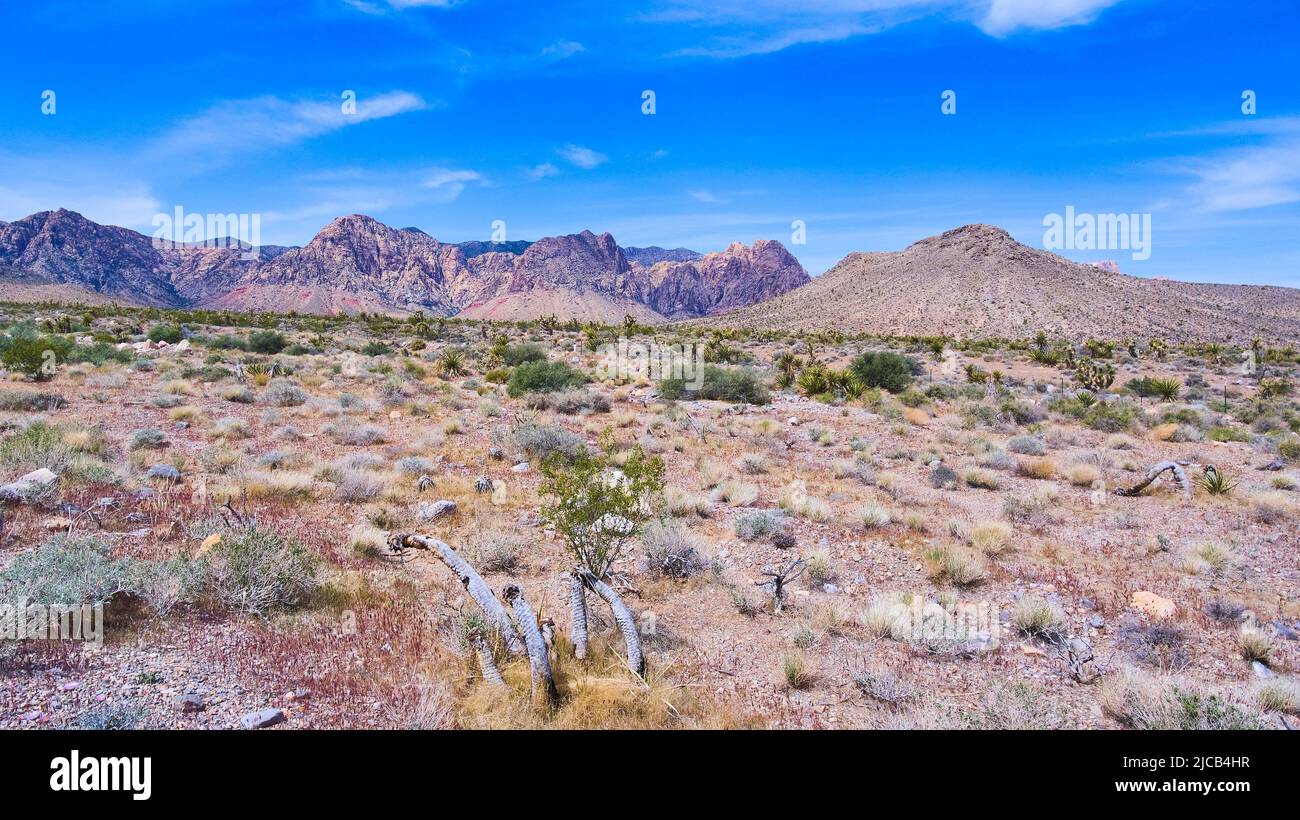 Montagne del Nevada con grandi pianure e piante desertiche Foto Stock
