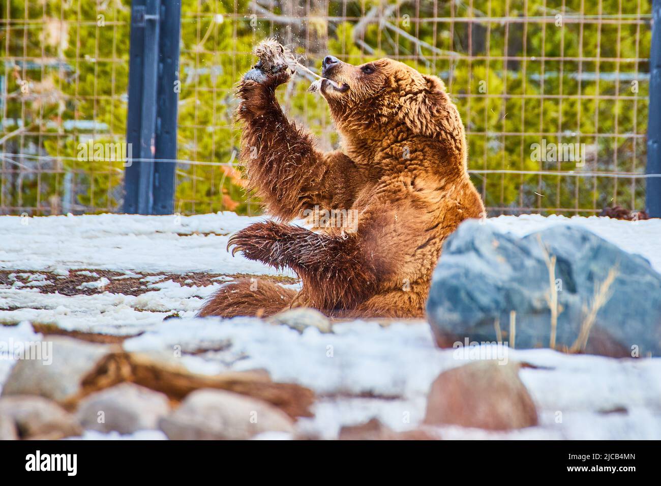 Parco orso mangiare cibo nella neve con recinzione Foto Stock