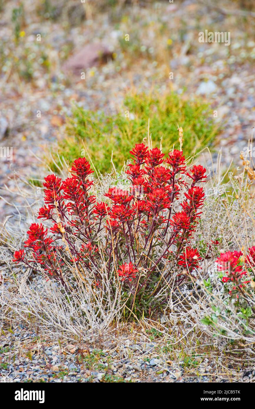 Fiori rossi del deserto in dettaglio di campo erboso Foto Stock