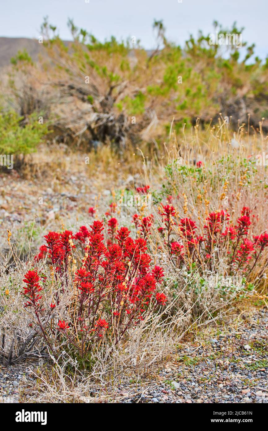 Fiori rossi e piante in colline desertiche con arbusti e erbe Foto Stock
