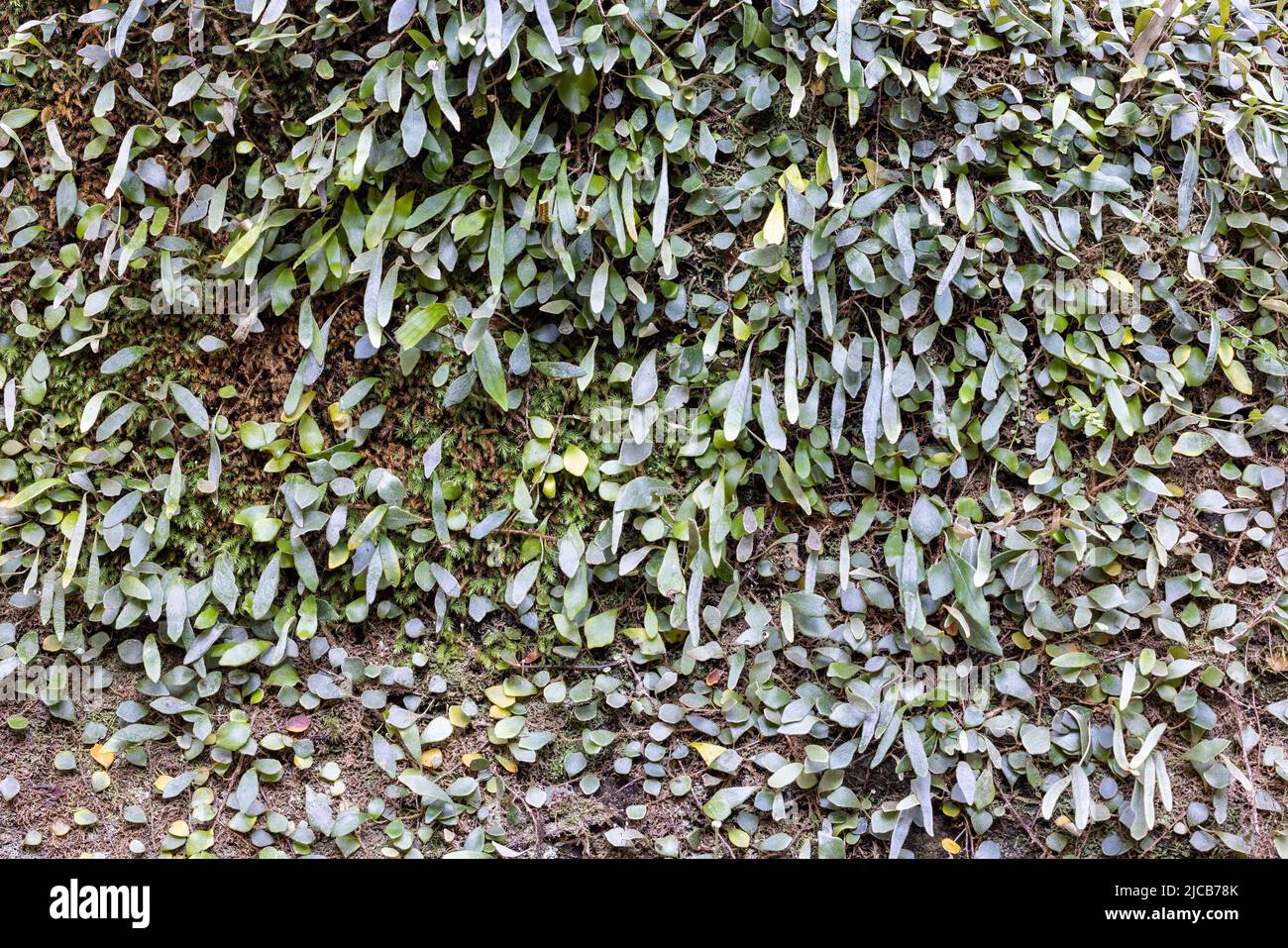 Muschi e felci che crescono su roccia Foto Stock