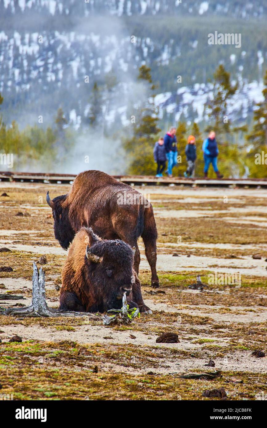 Coppia di bisonti nel bacino di Yellowstone con famiglia turistica sul lungomare in lontananza Foto Stock