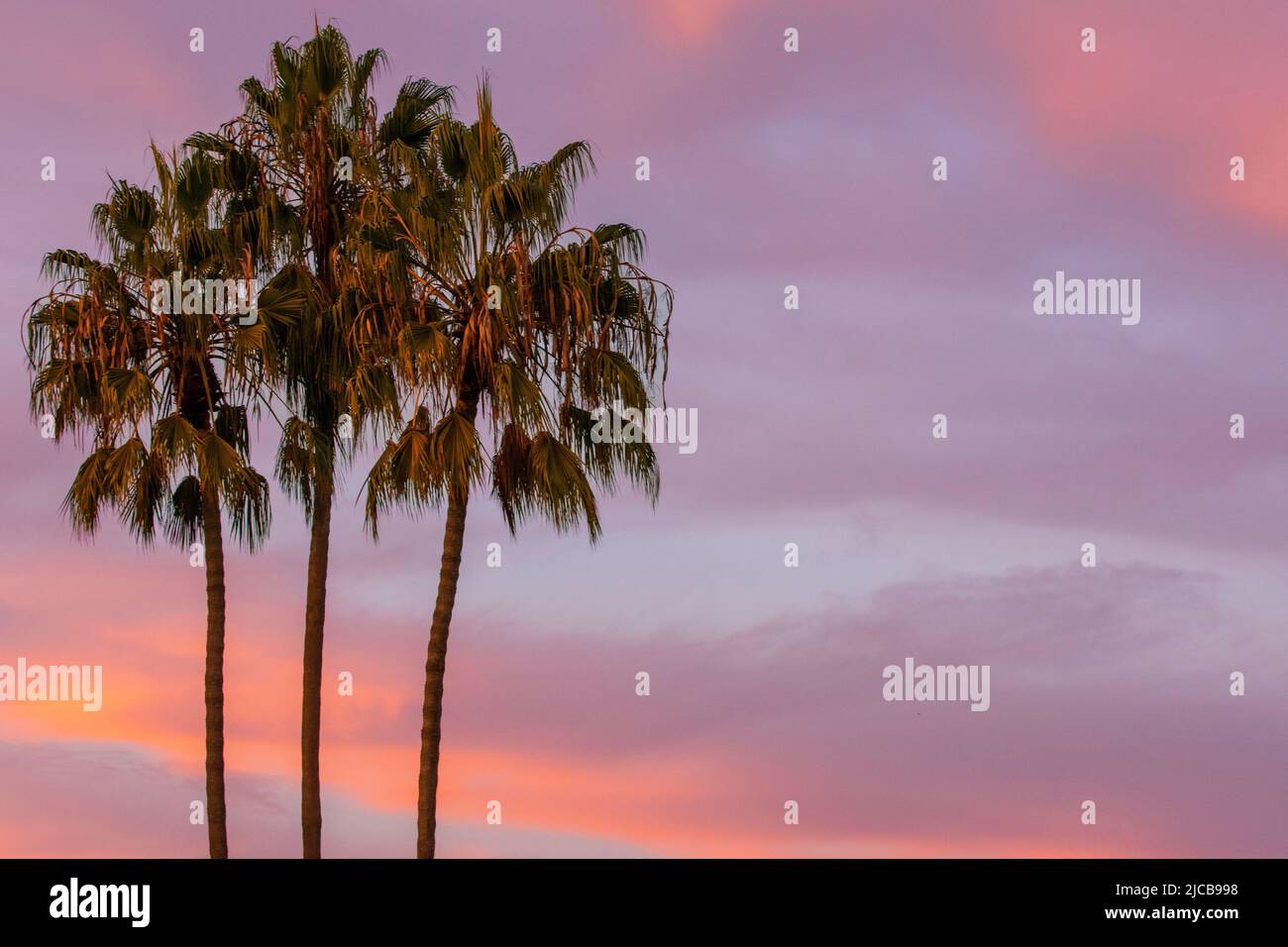 Tre palme crescono insieme al tramonto color pastello sullo sfondo Foto Stock