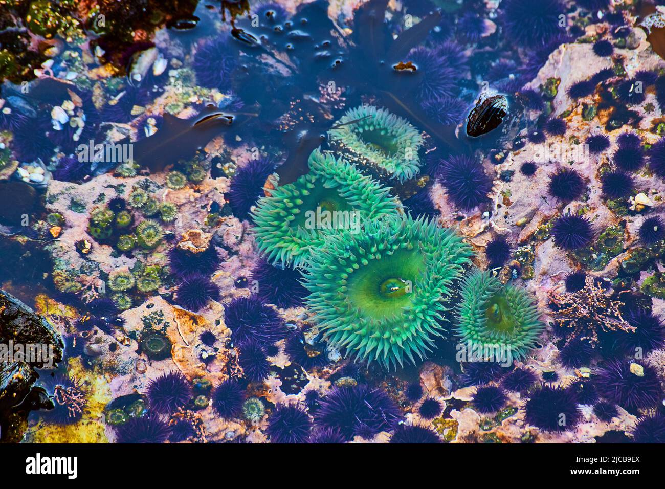 Dettagli della piscina marea di mare verde mozzafiato anemone nell'oceano Foto Stock