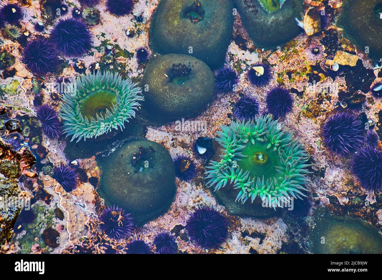 Ocean marea piscina sulla costa occidentale dettaglio di anemone mare Foto Stock