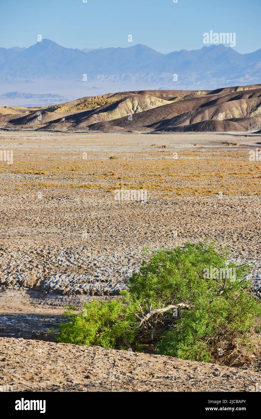 Arbusto verde di Lone con pianure desertiche e aride e montagne nella Valle della morte Foto Stock