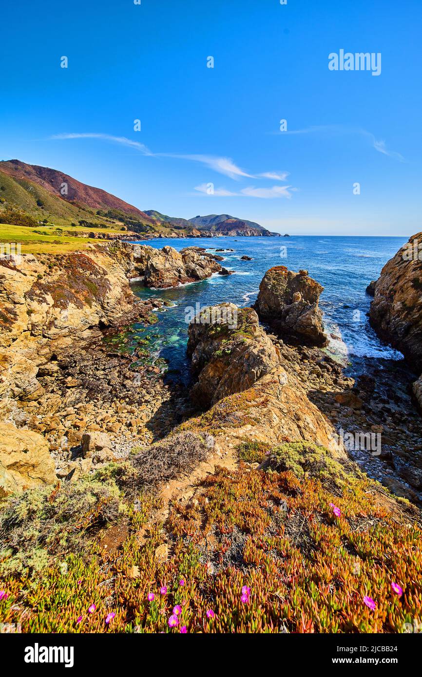 Fiori di primavera sulle scogliere accanto alle piscine maree sulla costa occidentale dell'oceano Foto Stock