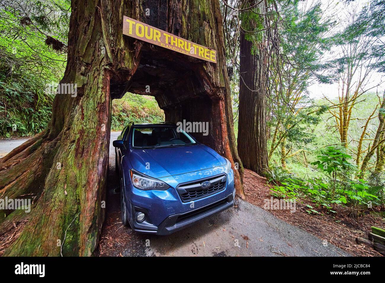 Albero di sequoia che si adatta Subaru Crosstrek all'interno Foto Stock