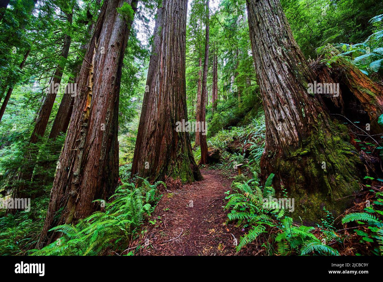 Splendidi e grandi alberi di sequoia sul sentiero escursionistico nella foresta Foto Stock