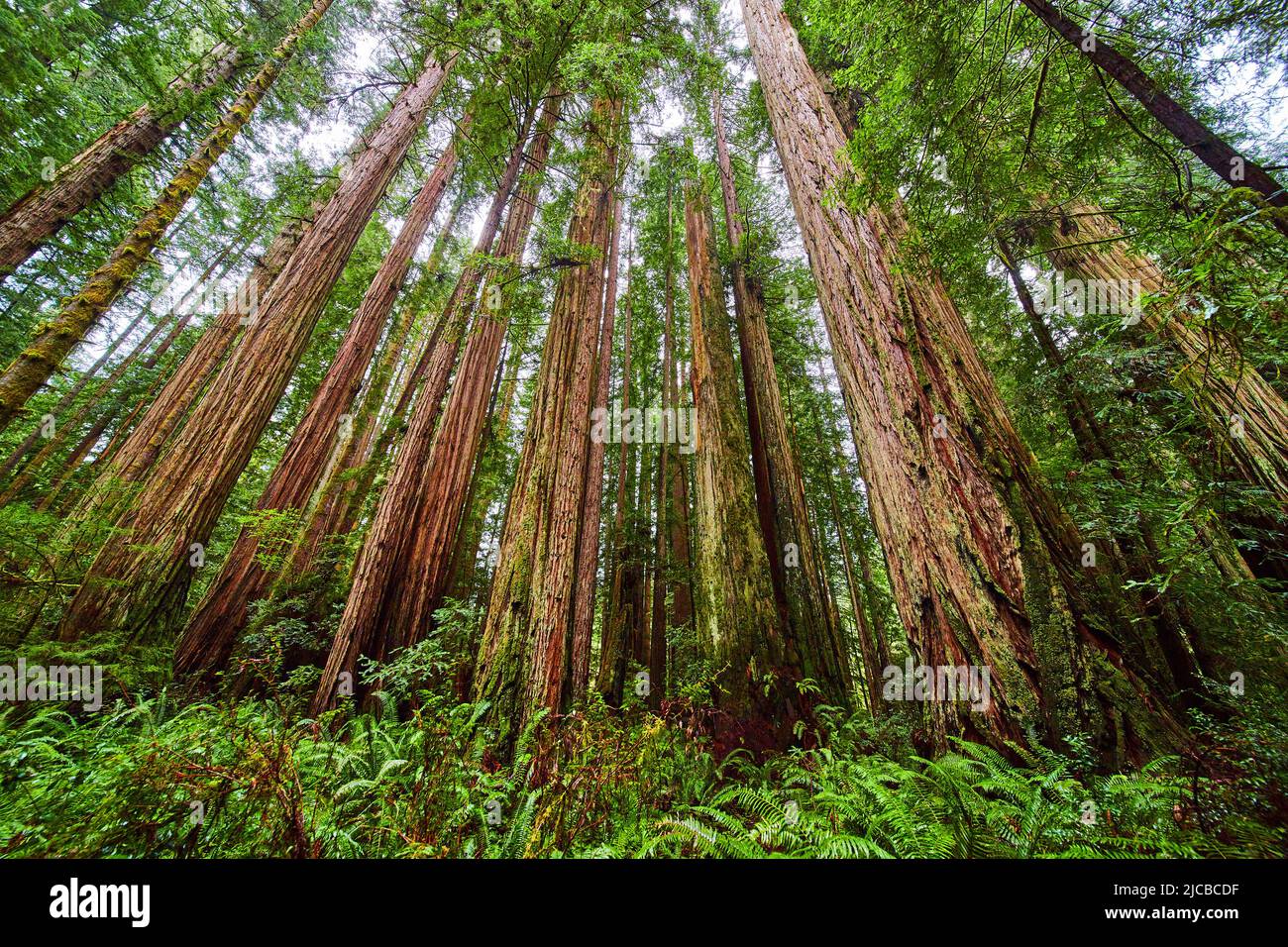 Guardando in su agli alberi di foresta di sequoia grandi Foto Stock