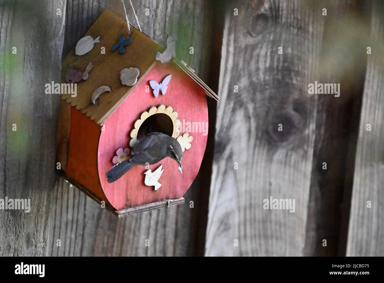 La casa wren - Troglodytes aedon Foto Stock
