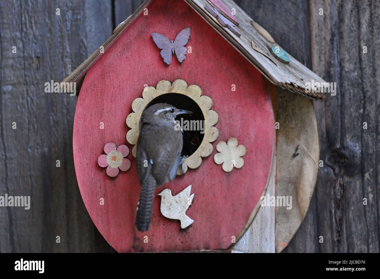 La casa wren - Troglodytes aedon Foto Stock