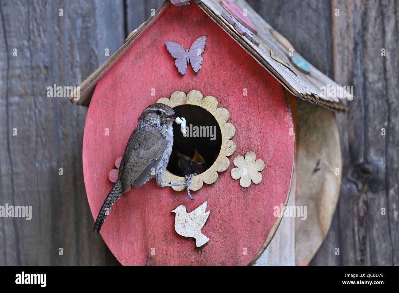 La casa wren - Troglodytes aedon Foto Stock