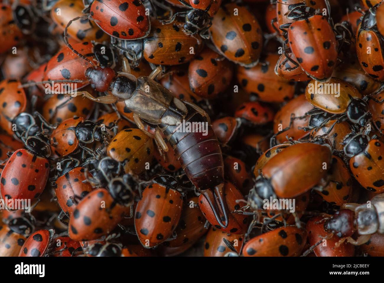 Una parrucca europea (Forficula auricaria) in cima ad un'aggregazione di dama beetle convergente (Hippodamia convergens), i ladybugs si riuniscono insieme. Foto Stock