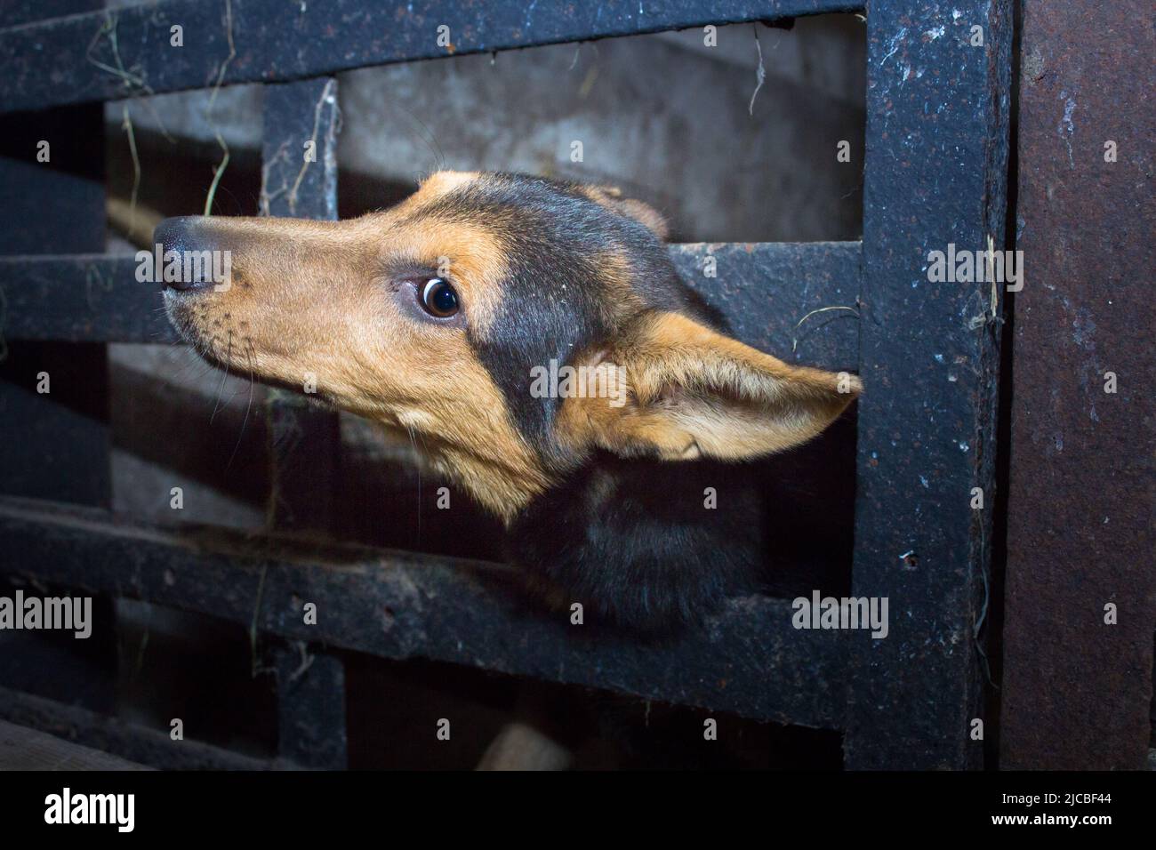 Cane con occhi tristi in una gabbia dietro le sbarre Foto Stock