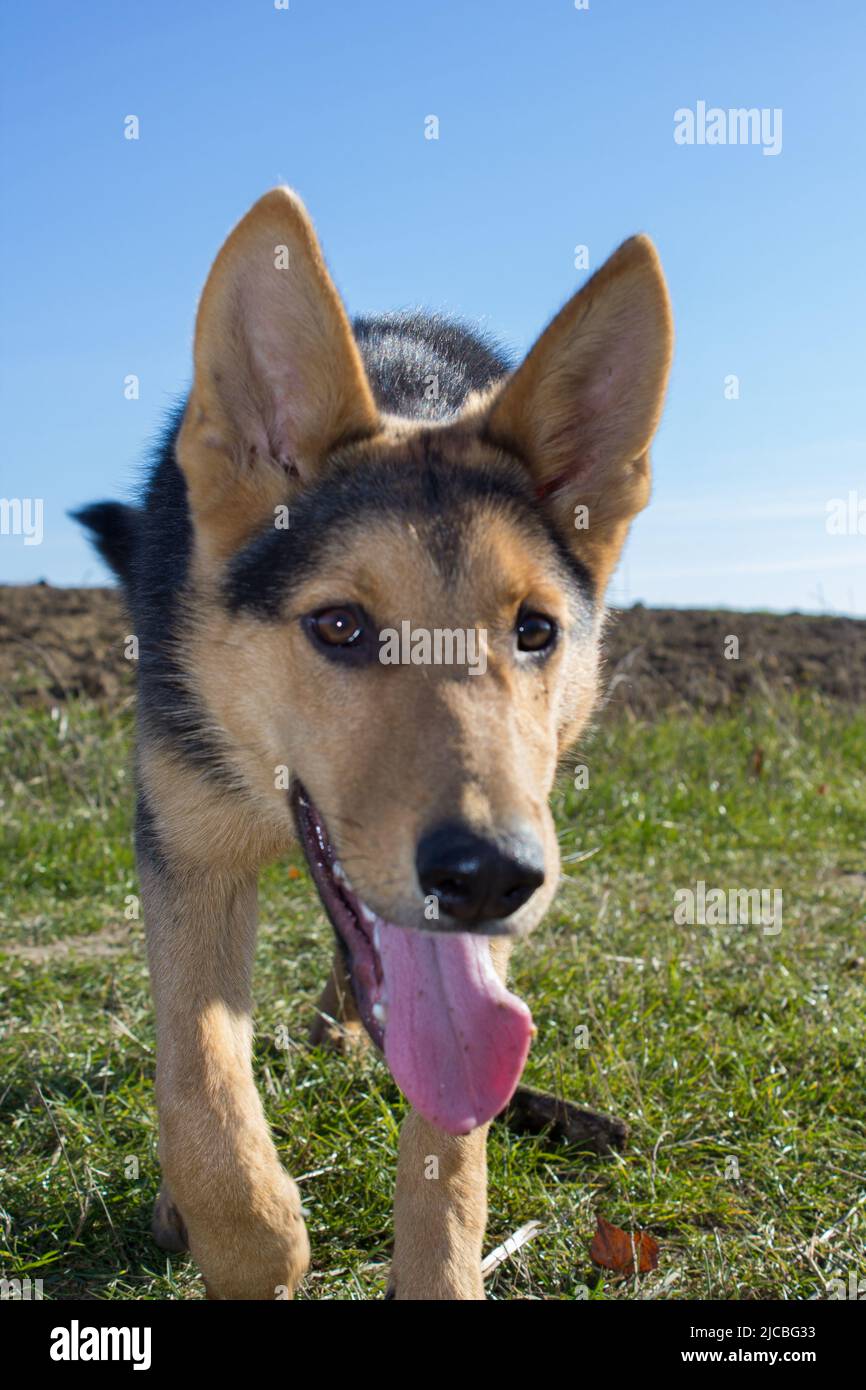 Happy Dog con la lingua fuori e testa alla fotocamera Foto Stock